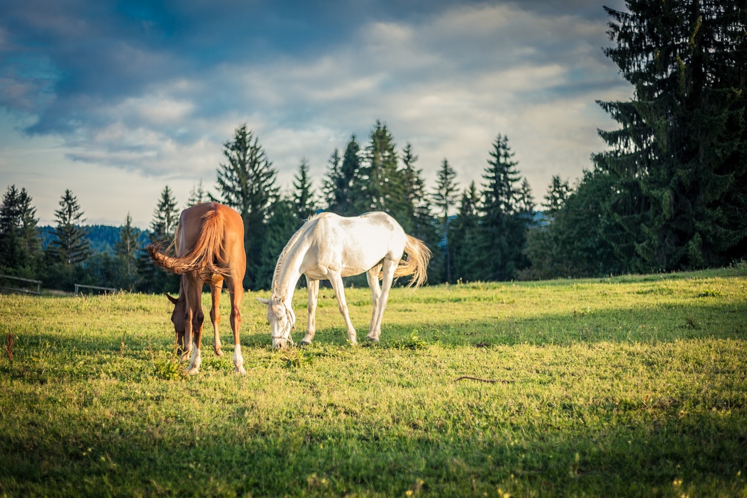 Die Faszination des Haflingers in der Heide